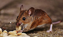 24 Hour & Emergency Exterminators in Summerfield, KS